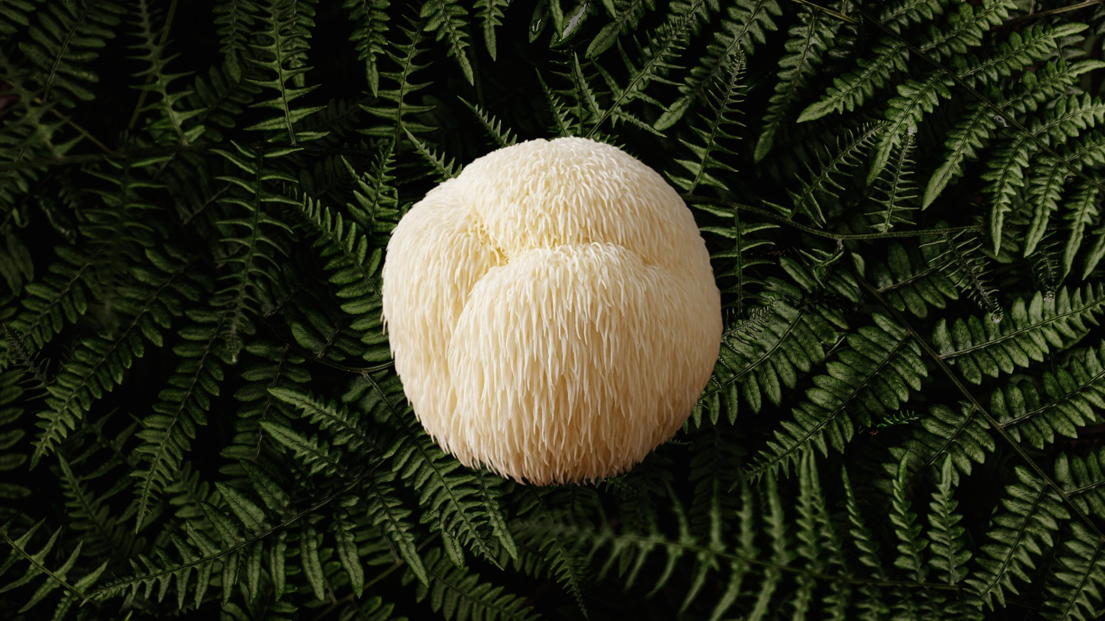 Meet the Mind-Enhancing Marvel: Lion’s Mane Mushroom 🍄🧠
