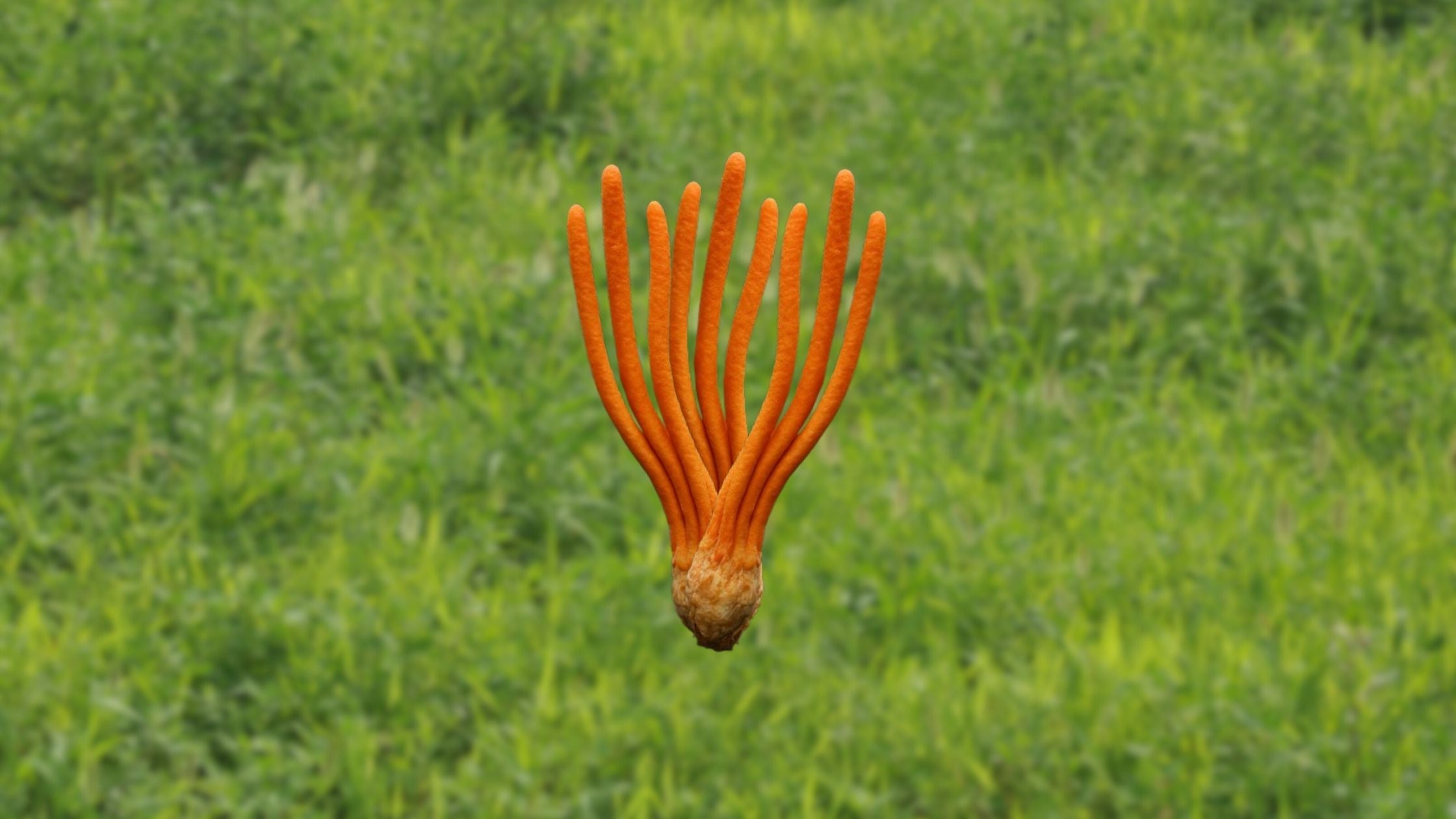 Meet Cordyceps — Nature’s Own Energy Booster ⚡🍄