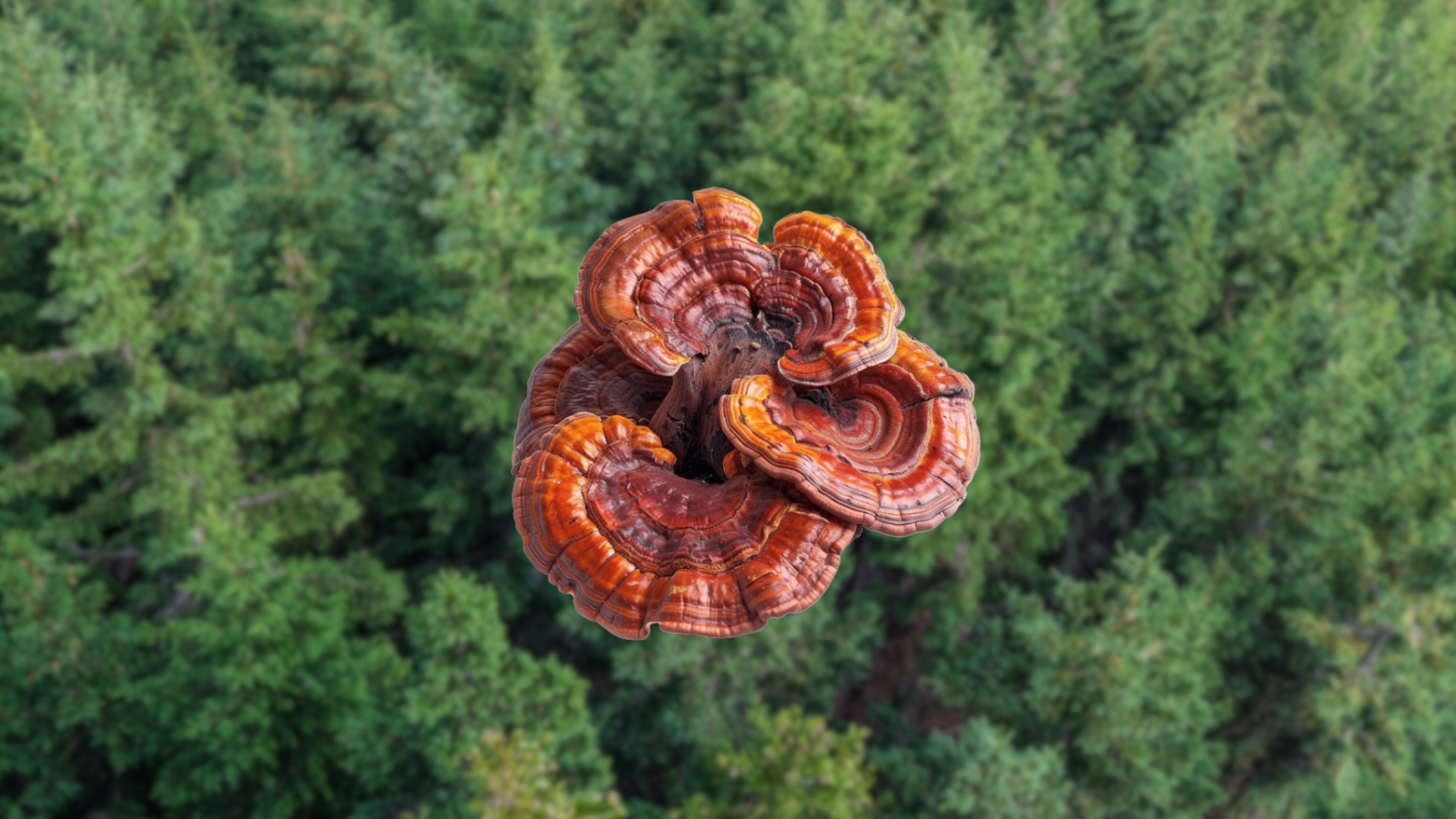 Meet the Calm-Inducing King: Reishi Mushroom 🍄🛡
